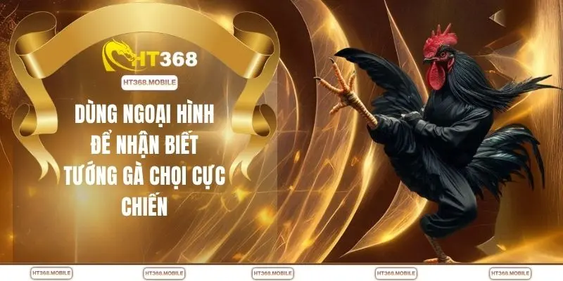 Xem Tướng Gà Chọi - Mẹo Nhận Biết Gà Đá Hay Cực Nhanh - RIWIN.BLOG